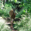 Appalachian Trail Reh